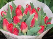 Тюльпаны оптом к 8 марта