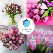 Голландские Тюльпаны Almaty Tulip