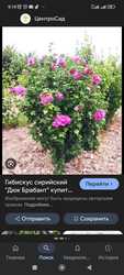 Гибискус Сирийский сиреневый